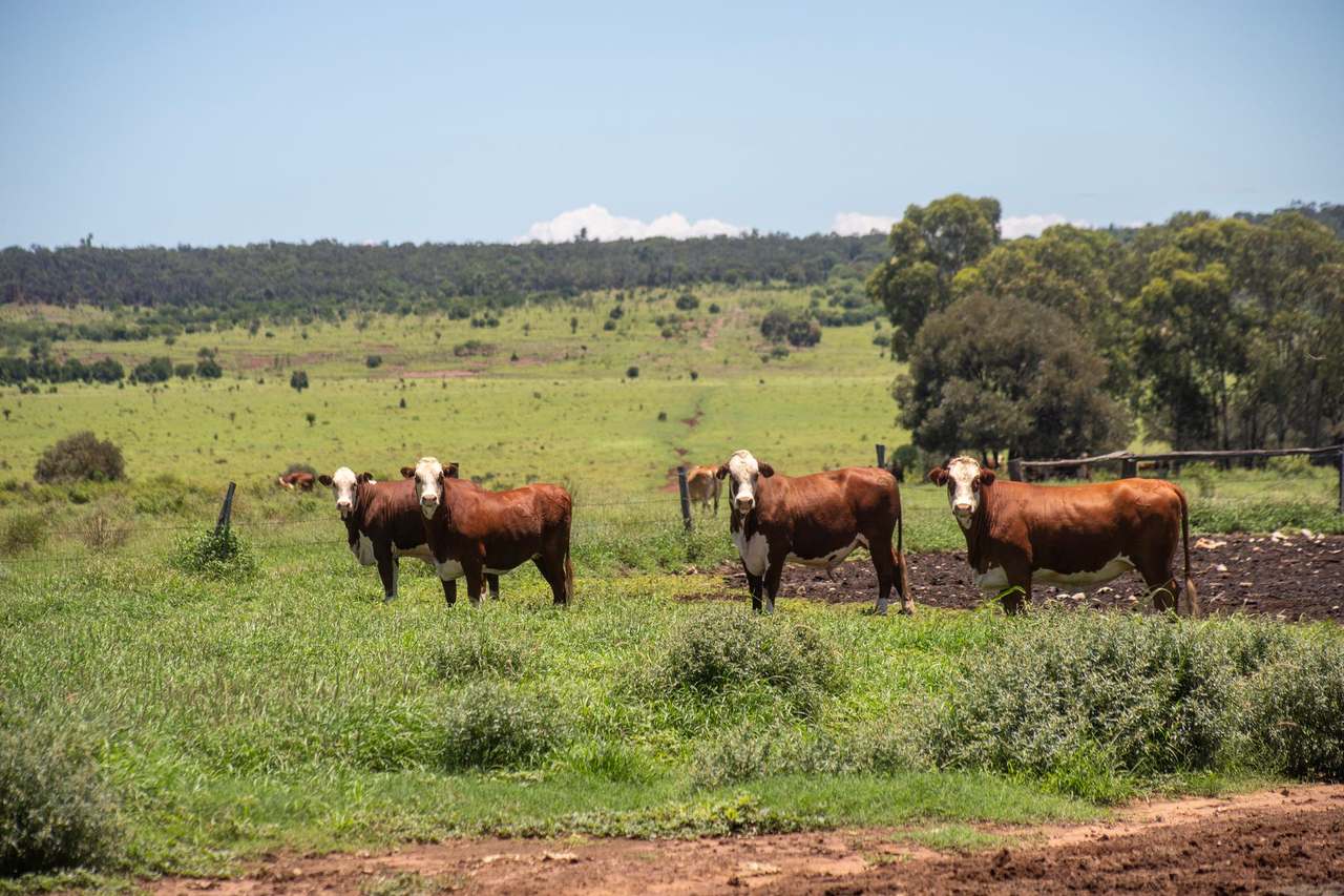 Blackwater Rolleston Road, Blackwater Auction by Farmbuy.com - image 28