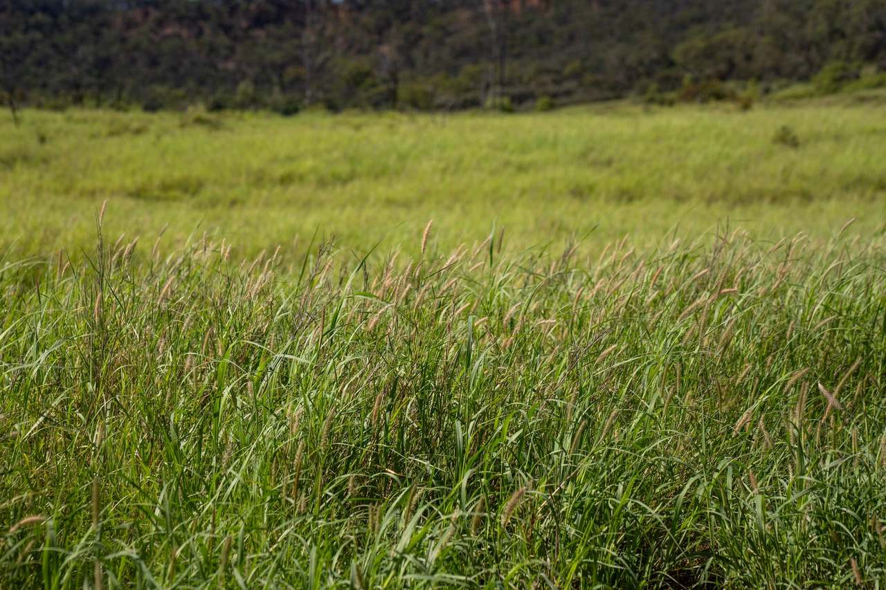 Blackwater Rolleston Road, Blackwater Auction by Farmbuy.com - image 13