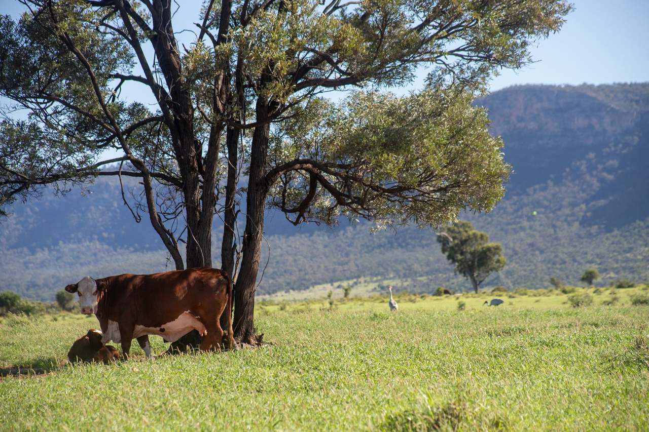Blackwater Rolleston Road, Blackwater Auction by Farmbuy.com - image 8