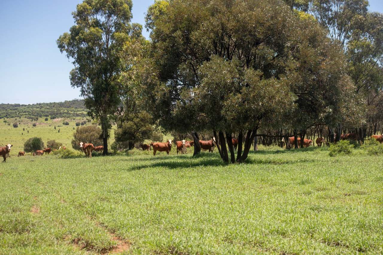 Blackwater Rolleston Road, Blackwater Auction by Farmbuy.com - image 30