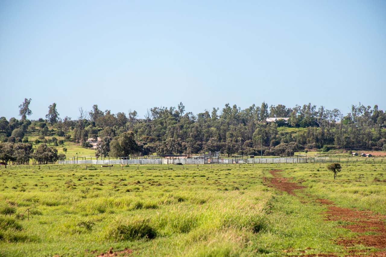 Blackwater Rolleston Road, Blackwater Auction by Farmbuy.com - image 5