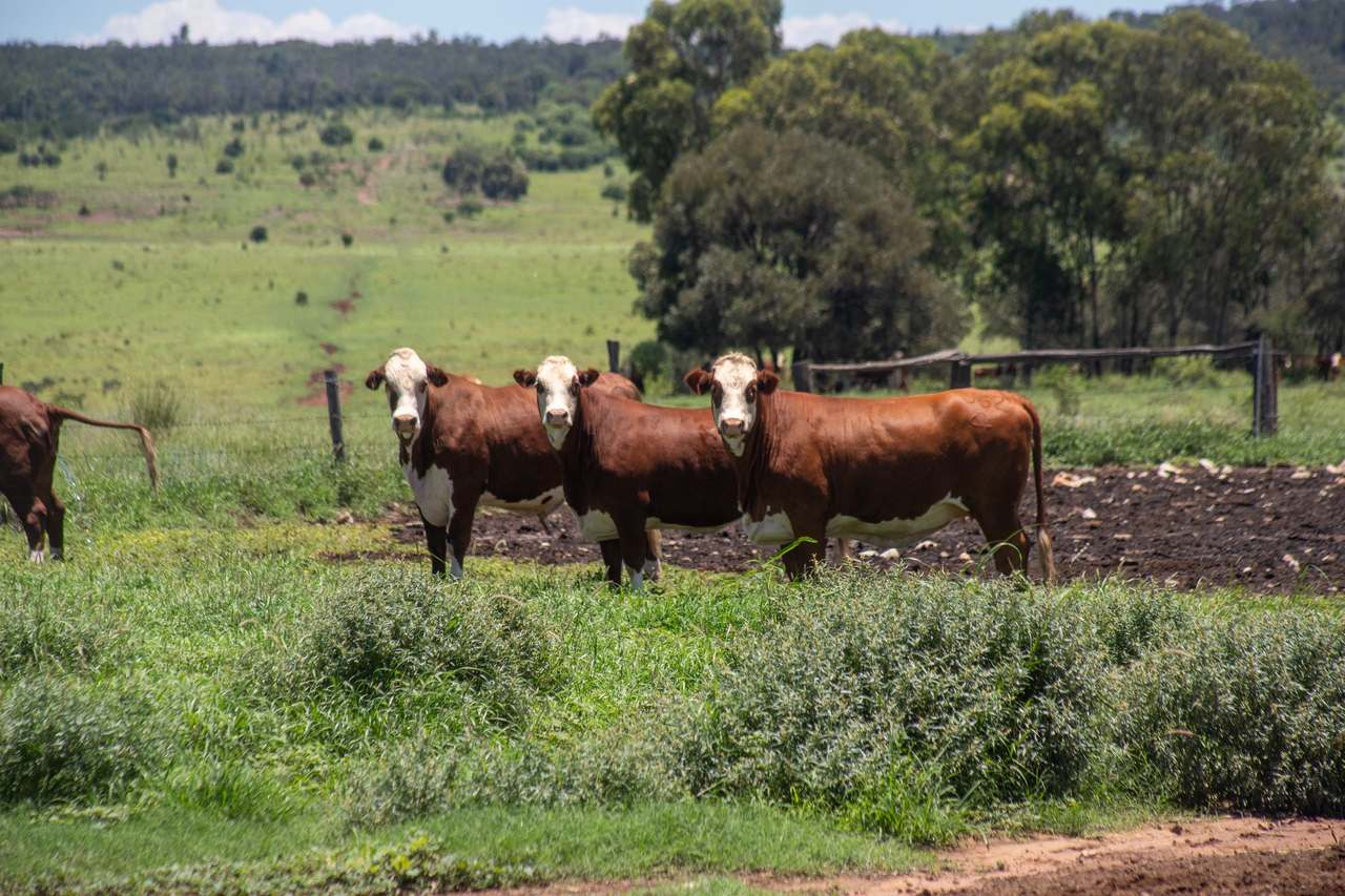 Blackwater Rolleston Road, Blackwater Auction by Farmbuy.com - image 7