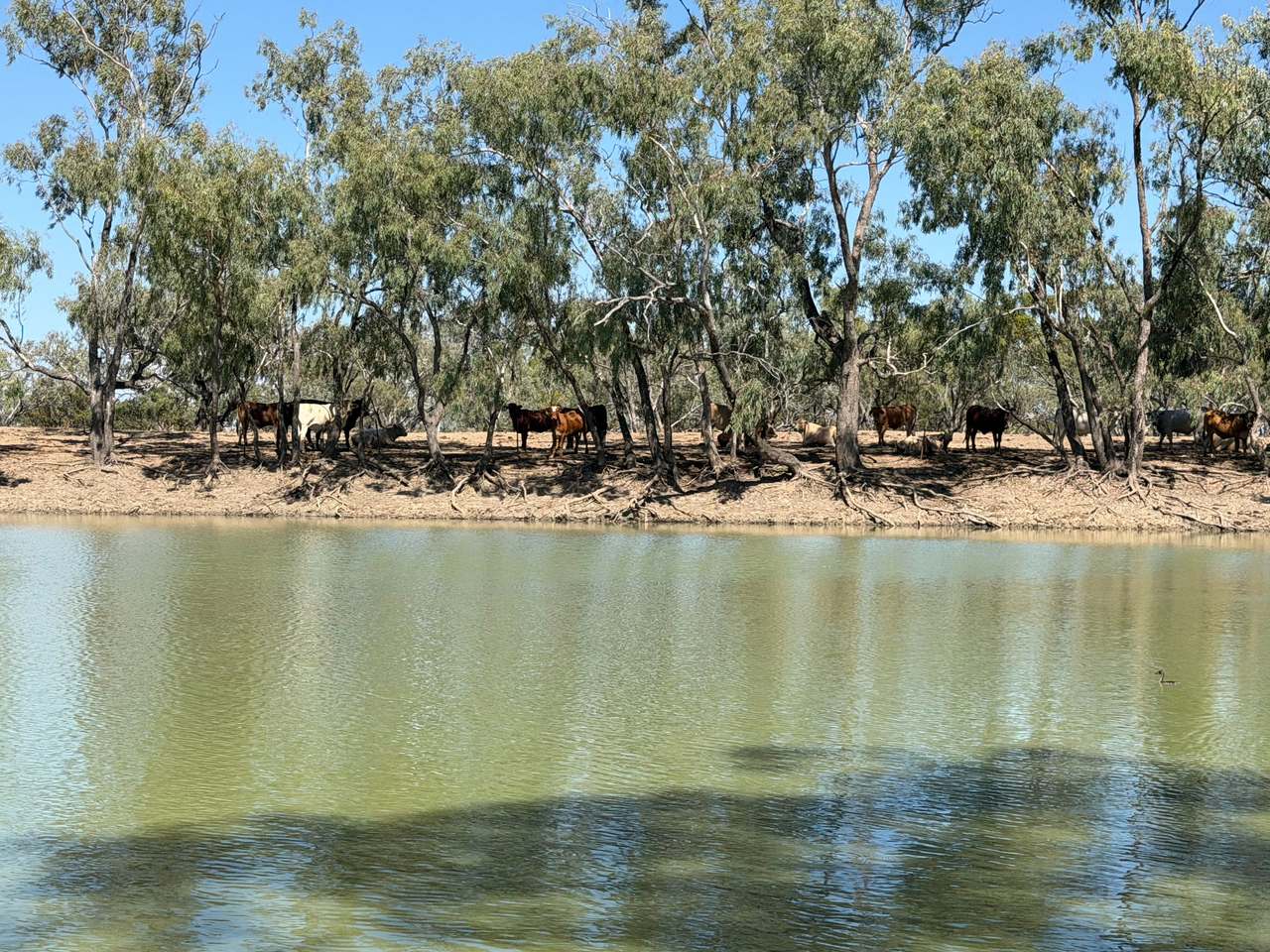 14762 Castlereah Highway, Walgett Auction by Farmbuy.com - image 3