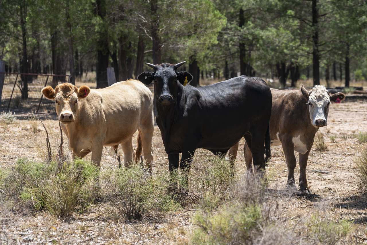 120 Mabbet Road, Millmerran Auction by Farmbuy.com - image 4