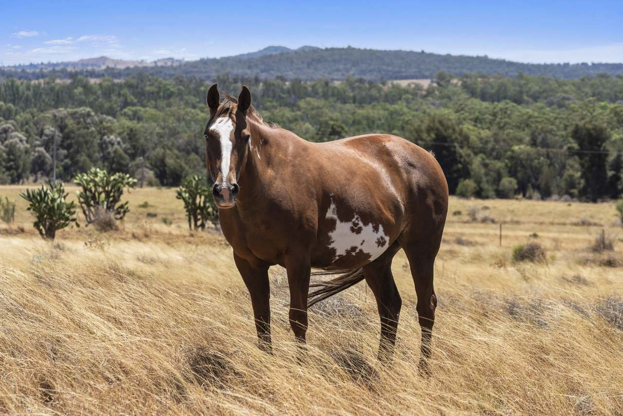 120 Mabbet Road, Millmerran Auction by Farmbuy.com - image 35