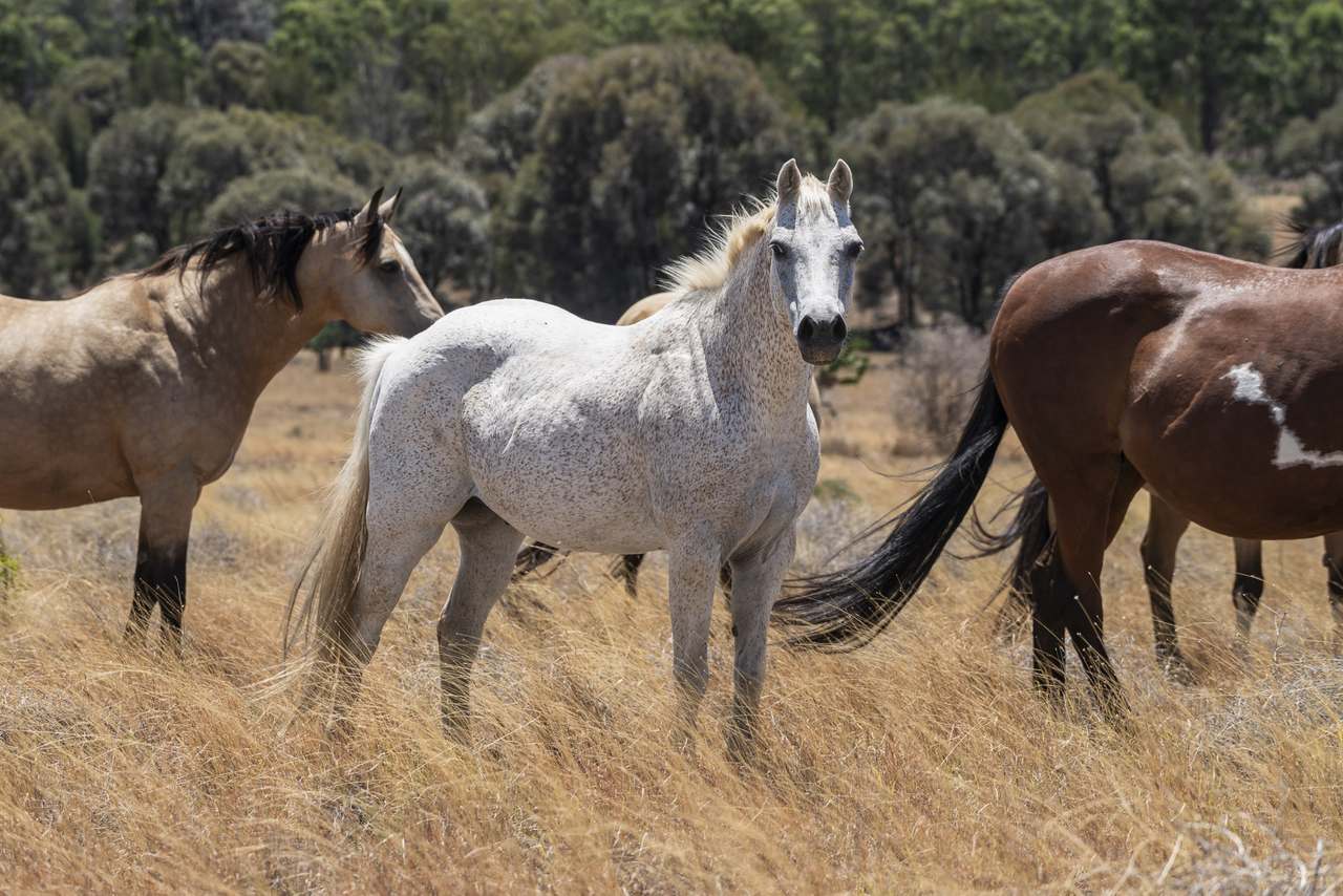 120 Mabbet Road, Millmerran Auction by Farmbuy.com - image 5