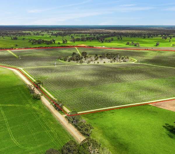 Koppamurra For Sale by Farmbuy.com - image 3