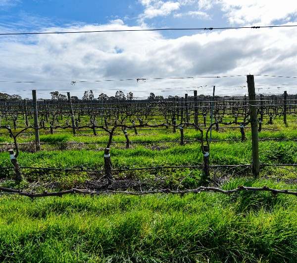 Koppamurra For Sale by Farmbuy.com - image 13