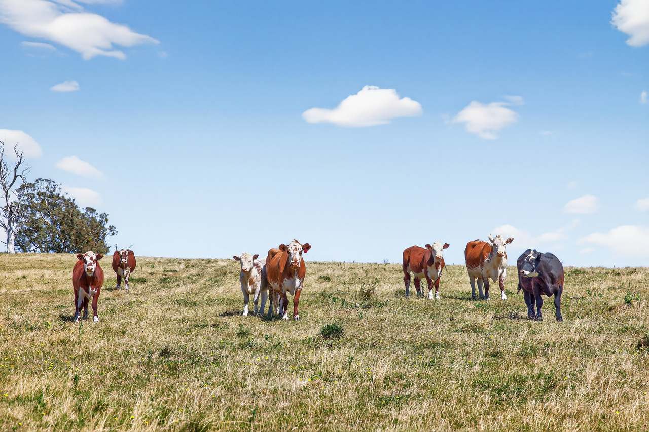 89 Ensay Doctors Flat Road, Ensay Expressions of Interest by Farmbuy.com - image 4