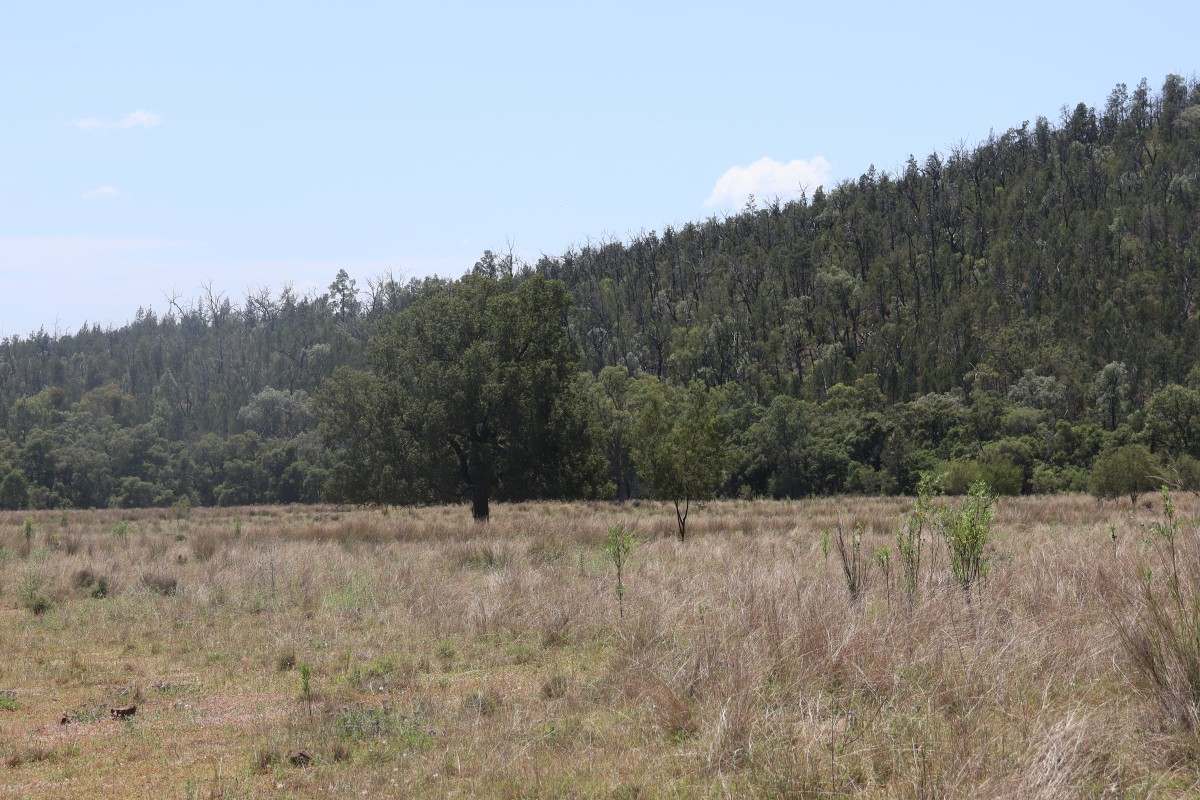 957 Killarney Gap Road, Bingara For Sale by Farmbuy.com - image 8