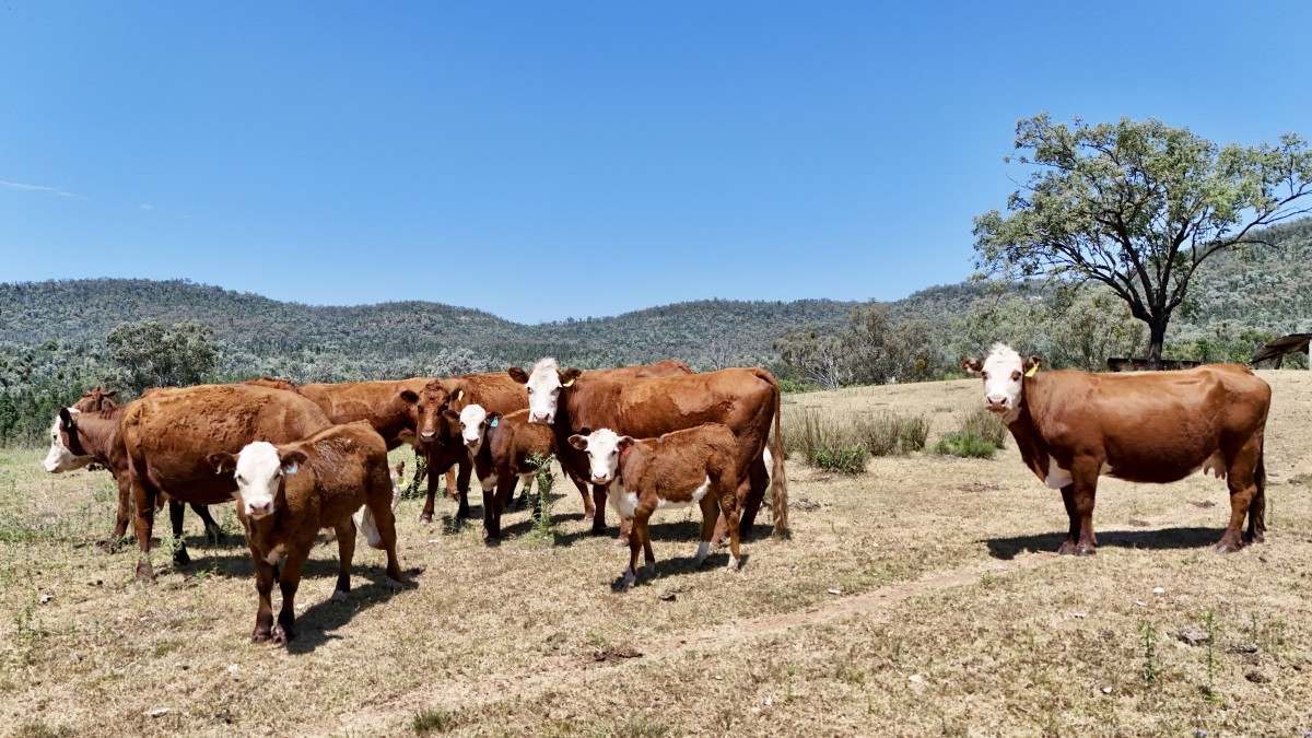 957 Killarney Gap Road, Bingara For Sale by Farmbuy.com - image 1