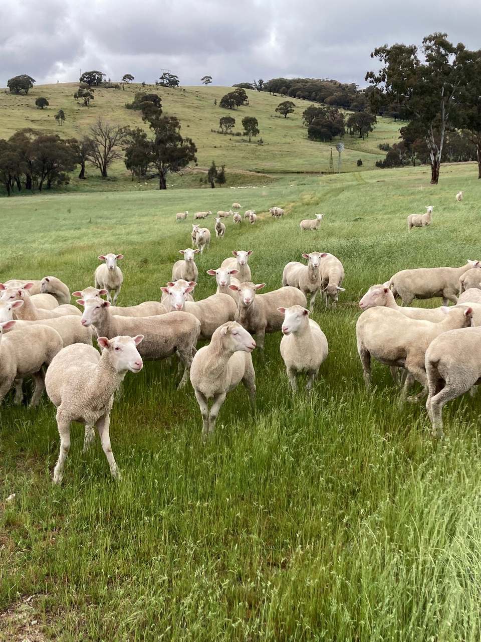 4181 Great Western Highway, Bathurst Auction by Farmbuy.com - image 13