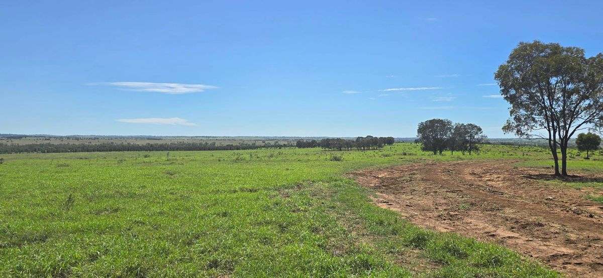 WOONOONA, Roma Auction by Farmbuy.com - image 13