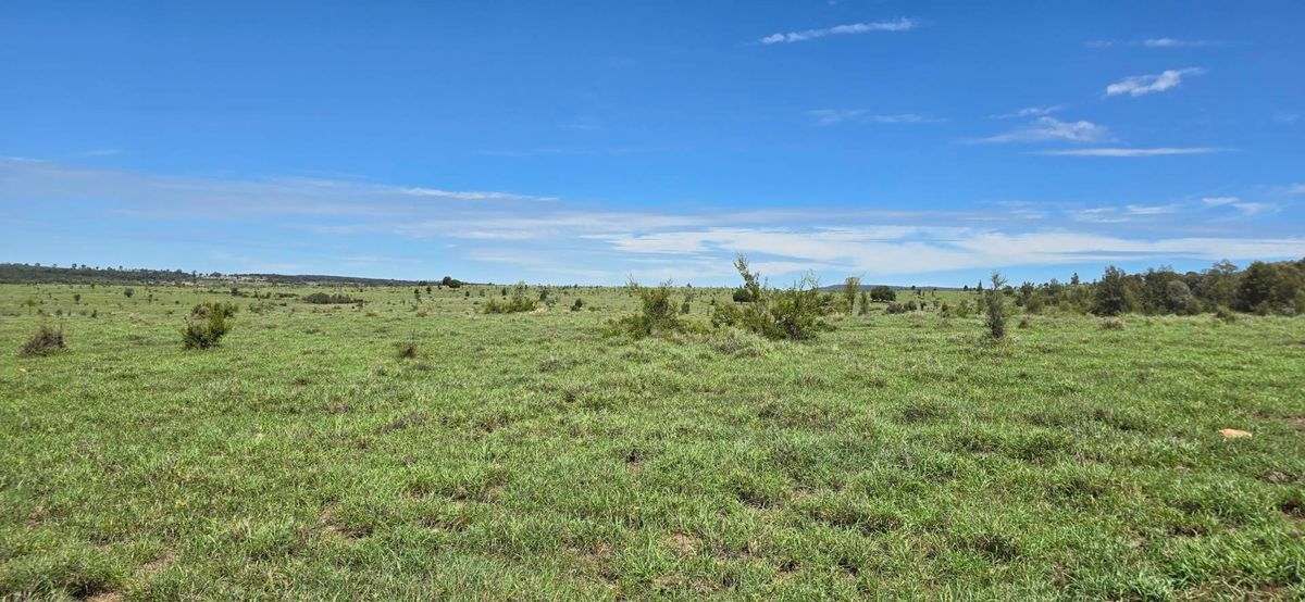 WOONOONA, Roma Auction by Farmbuy.com - image 17