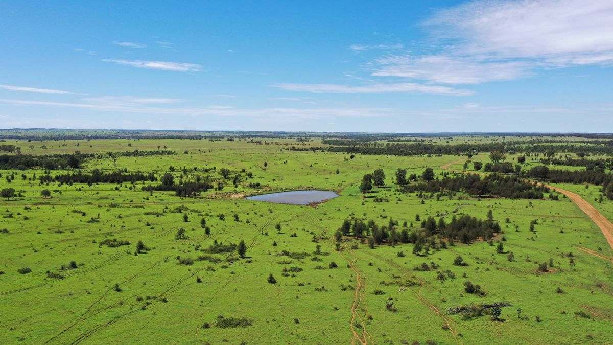 WOONOONA, Roma Auction by Farmbuy.com - image 14