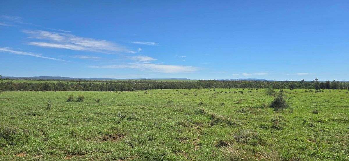 WOONOONA, Roma Auction by Farmbuy.com - image 4