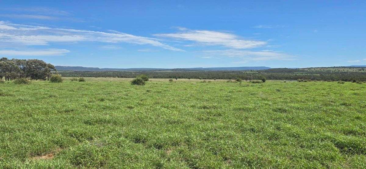 WOONOONA, Roma Auction by Farmbuy.com - image 6