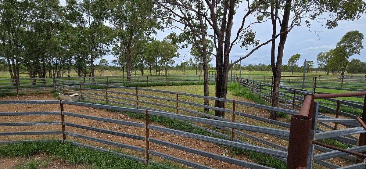 WOONOONA, Roma Auction by Farmbuy.com - image 29