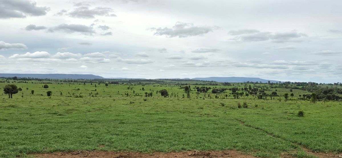 WOONOONA, Roma Auction by Farmbuy.com - image 20