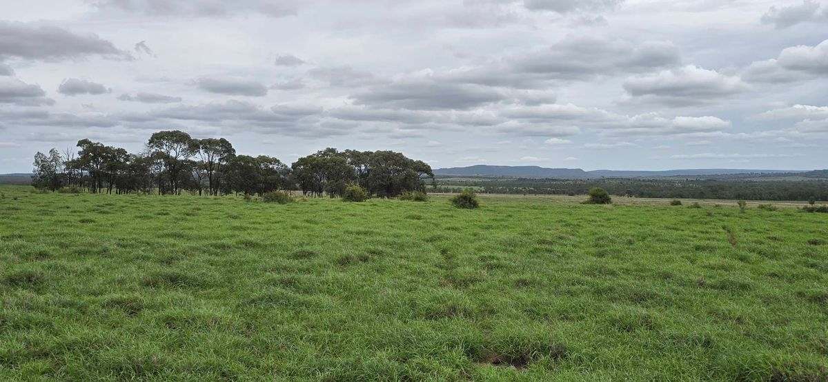 WOONOONA, Roma Auction by Farmbuy.com - image 2