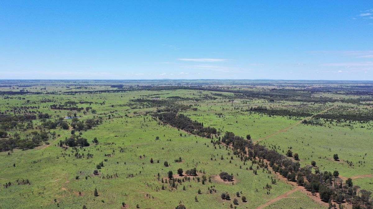 WOONOONA, Roma Auction by Farmbuy.com - image 5