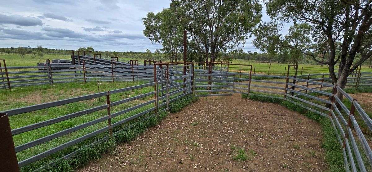 WOONOONA, Roma Auction by Farmbuy.com - image 28