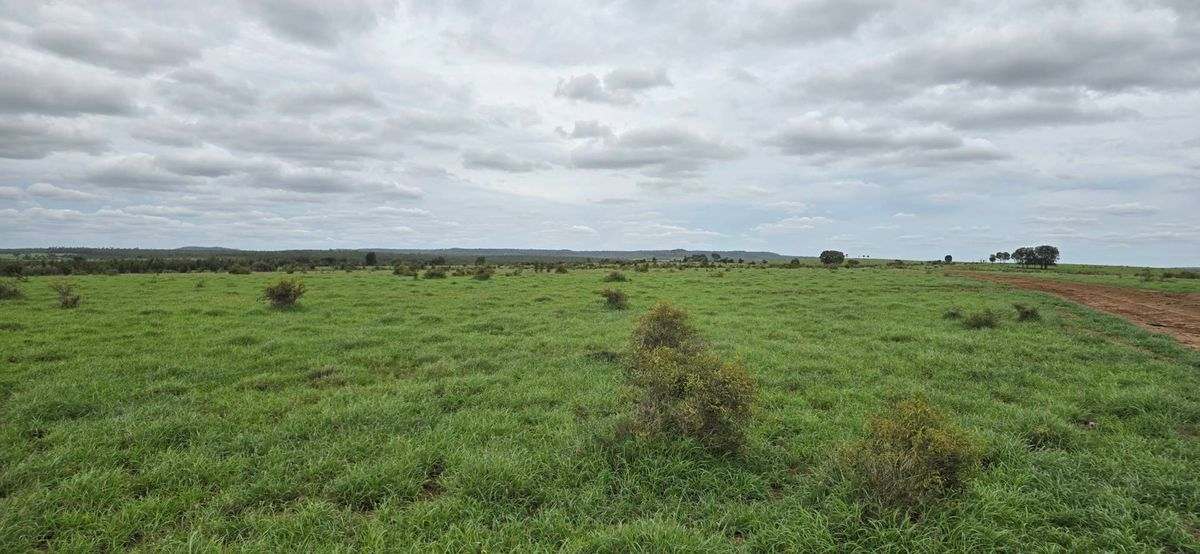 WOONOONA, Roma Auction by Farmbuy.com - image 11