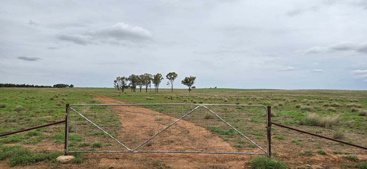 WOONOONA, Roma Auction by Farmbuy.com - image 40