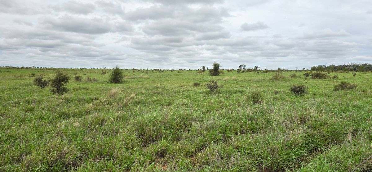 WOONOONA, Roma Auction by Farmbuy.com - image 16