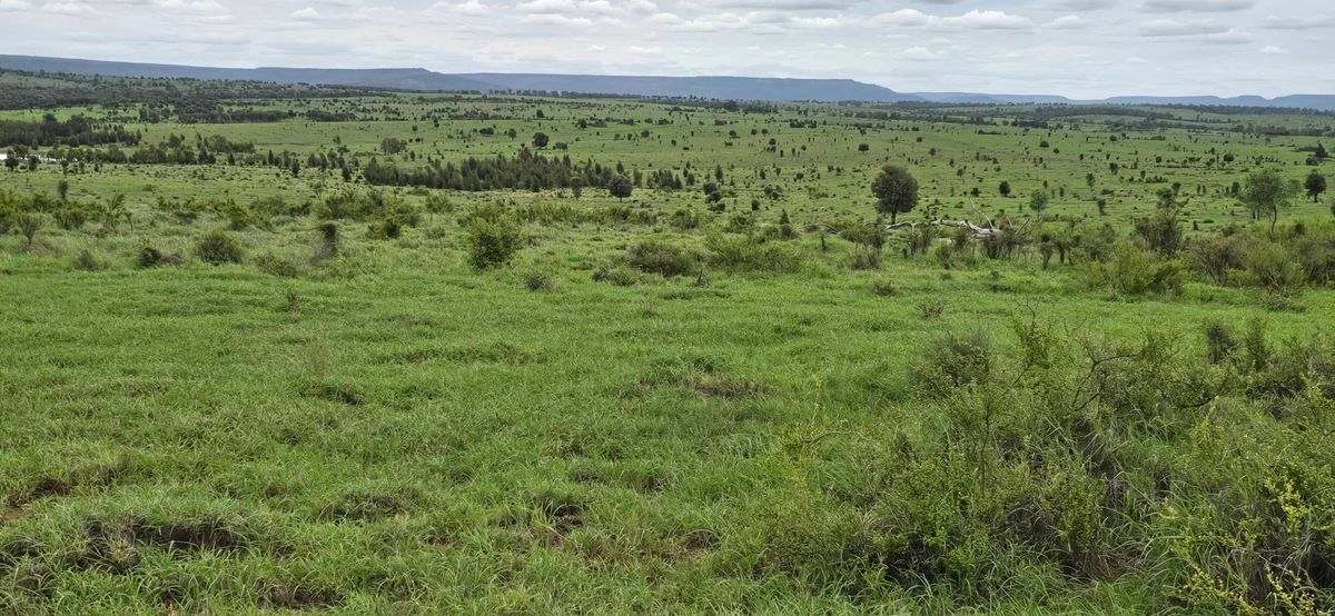 WOONOONA, Roma Auction by Farmbuy.com - image 15