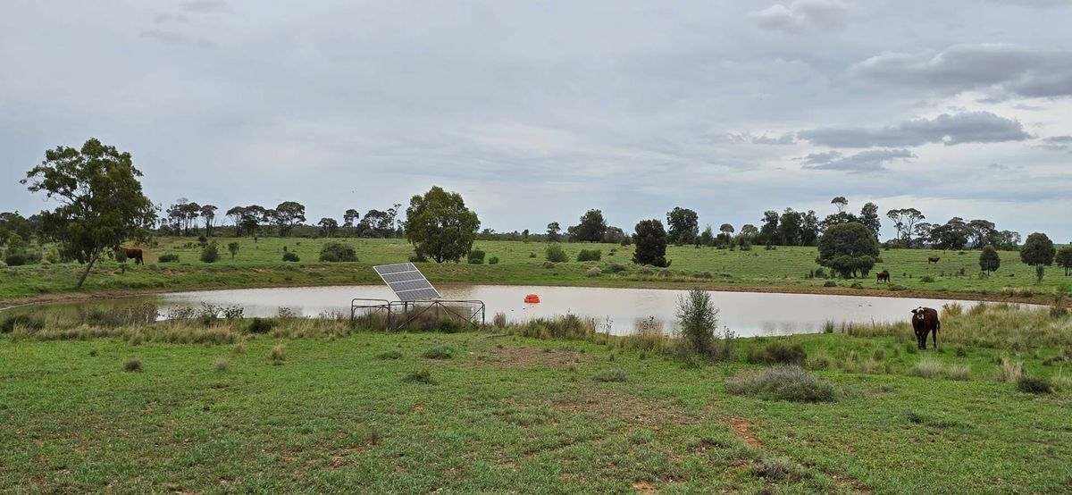 WOONOONA, Roma Auction by Farmbuy.com - image 36