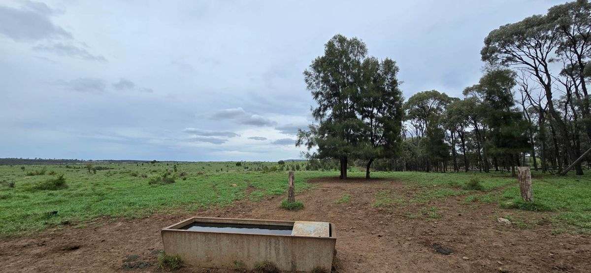 WOONOONA, Roma Auction by Farmbuy.com - image 33