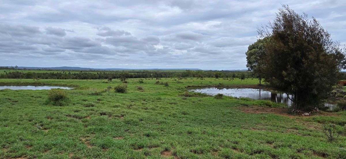 WOONOONA, Roma Auction by Farmbuy.com - image 9