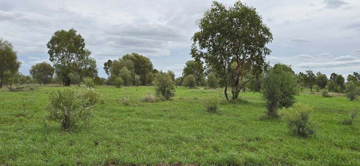 WOONOONA, Roma Auction by Farmbuy.com - image 22