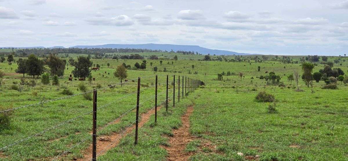 WOONOONA, Roma Auction by Farmbuy.com - image 37