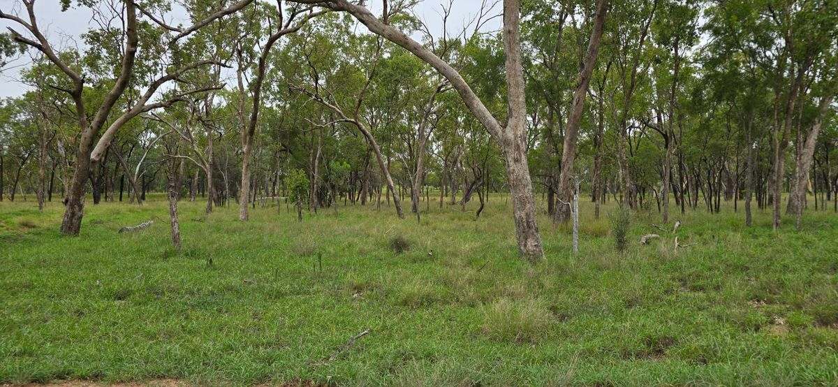 WOONOONA, Roma Auction by Farmbuy.com - image 23