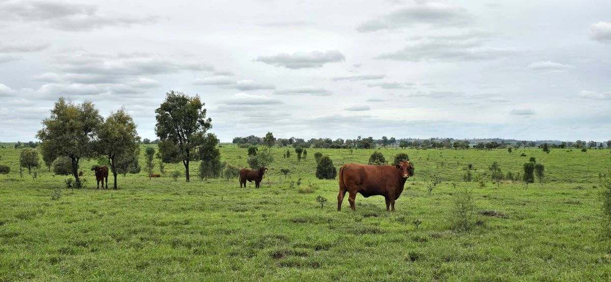 WOONOONA, Roma Auction by Farmbuy.com - image 7