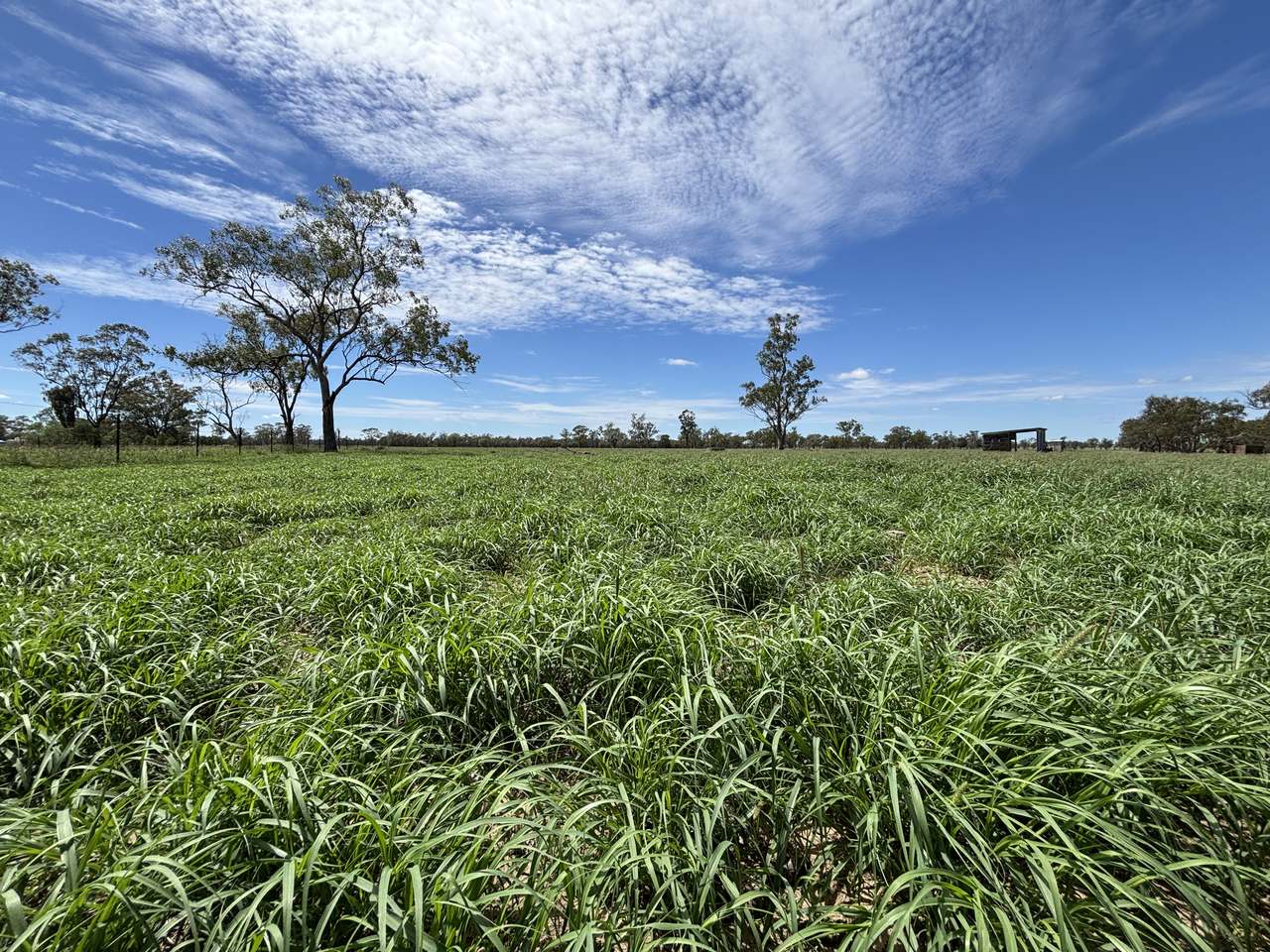 586 Bindango Road, Roma Auction by Farmbuy.com - image 24