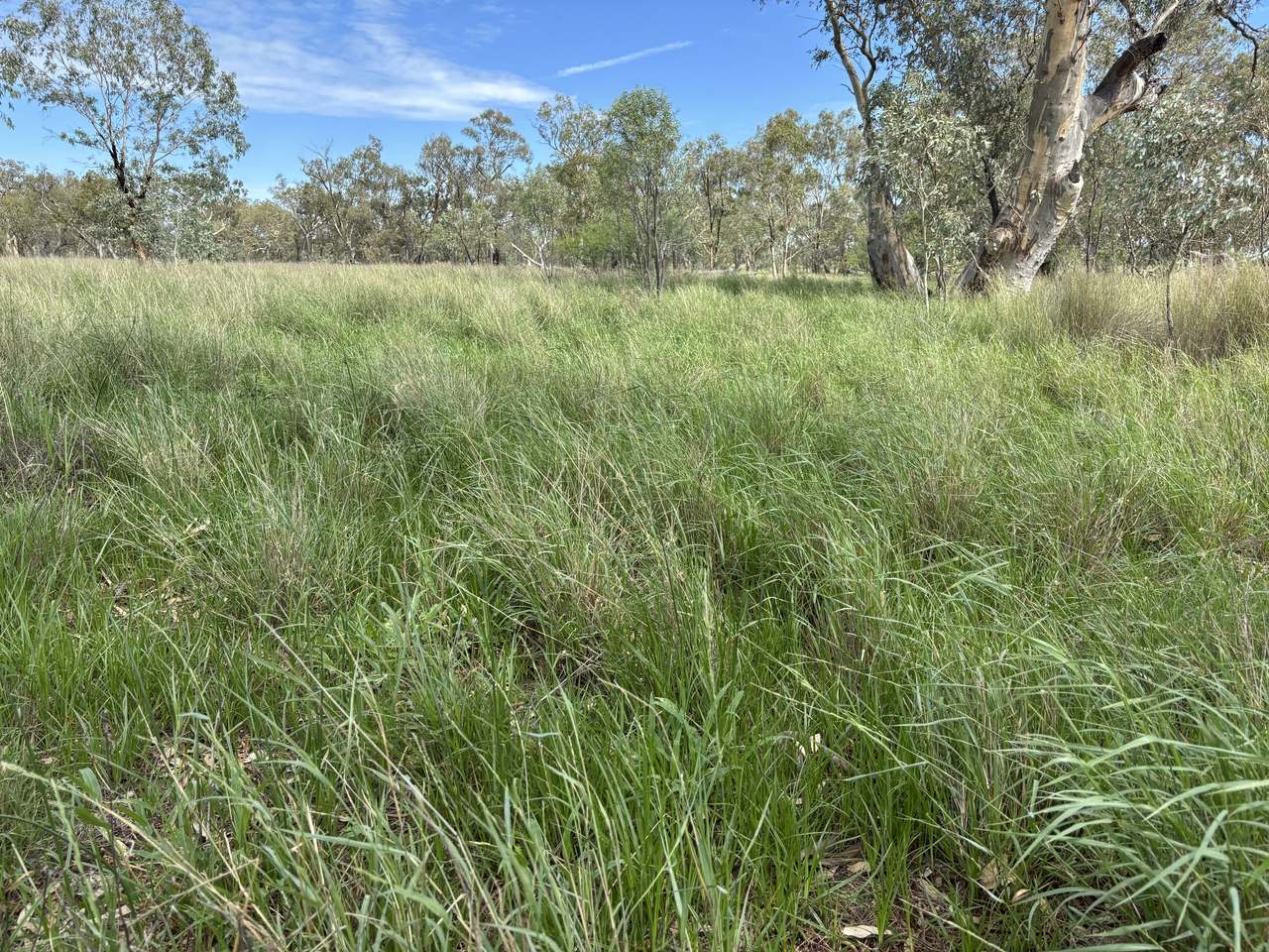 586 Bindango Road, Roma Auction by Farmbuy.com - image 13