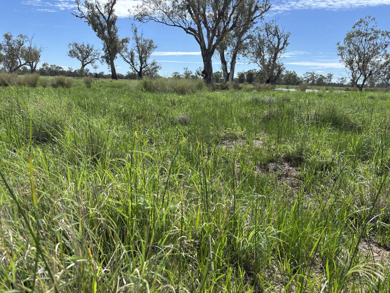 586 Bindango Road, Roma Auction by Farmbuy.com - image 4