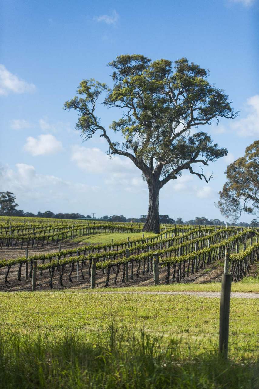 89 Nolans Road, Hynam For Sale by Farmbuy.com - image 8