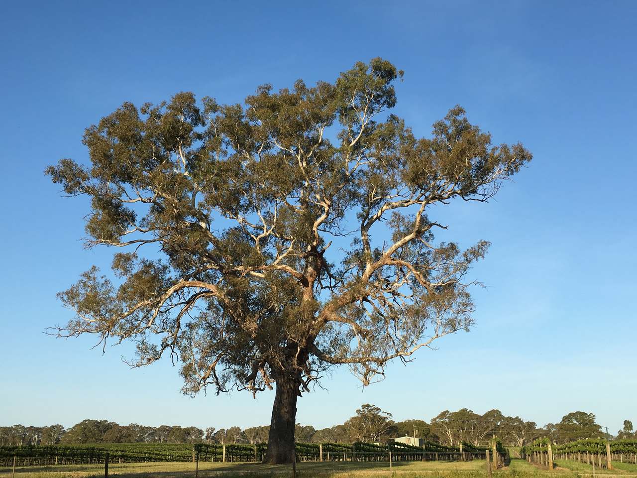 89 Nolans Road, Hynam For Sale by Farmbuy.com - image 9