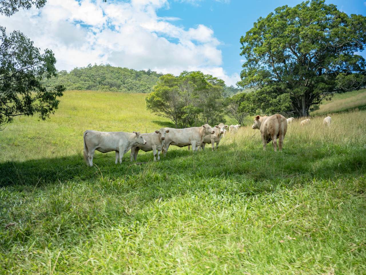 75 Colemans Road, Valla For Sale by Farmbuy.com - image 4