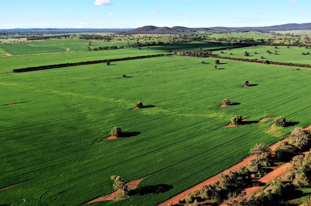 Coloma, Dubbo Auction by Farmbuy.com - image 19
