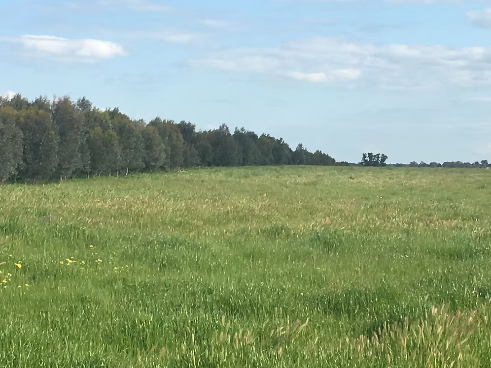 Coloma, Dubbo Auction by Farmbuy.com - image 21