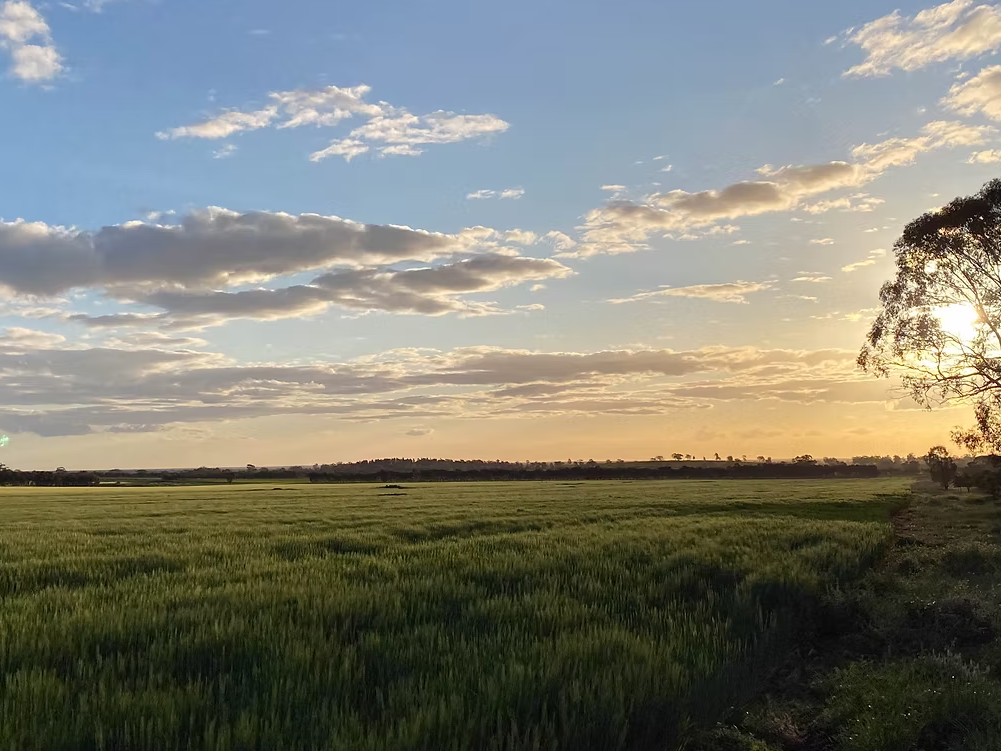Coloma, Dubbo Auction by Farmbuy.com - image 16