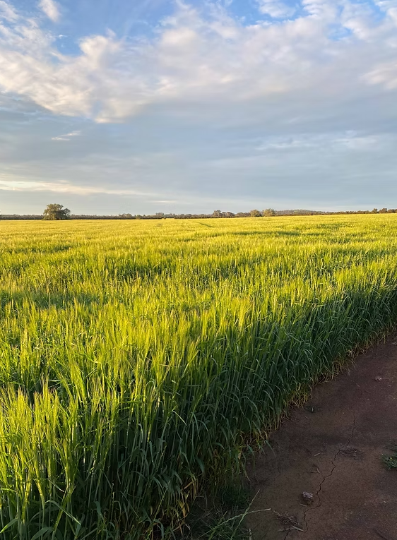 Coloma, Dubbo Auction by Farmbuy.com - image 12