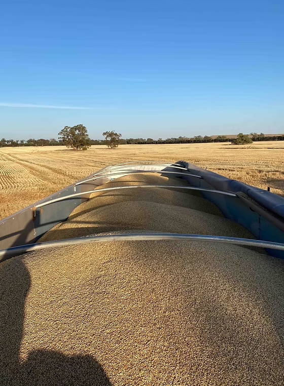 Coloma, Dubbo Auction by Farmbuy.com - image 6