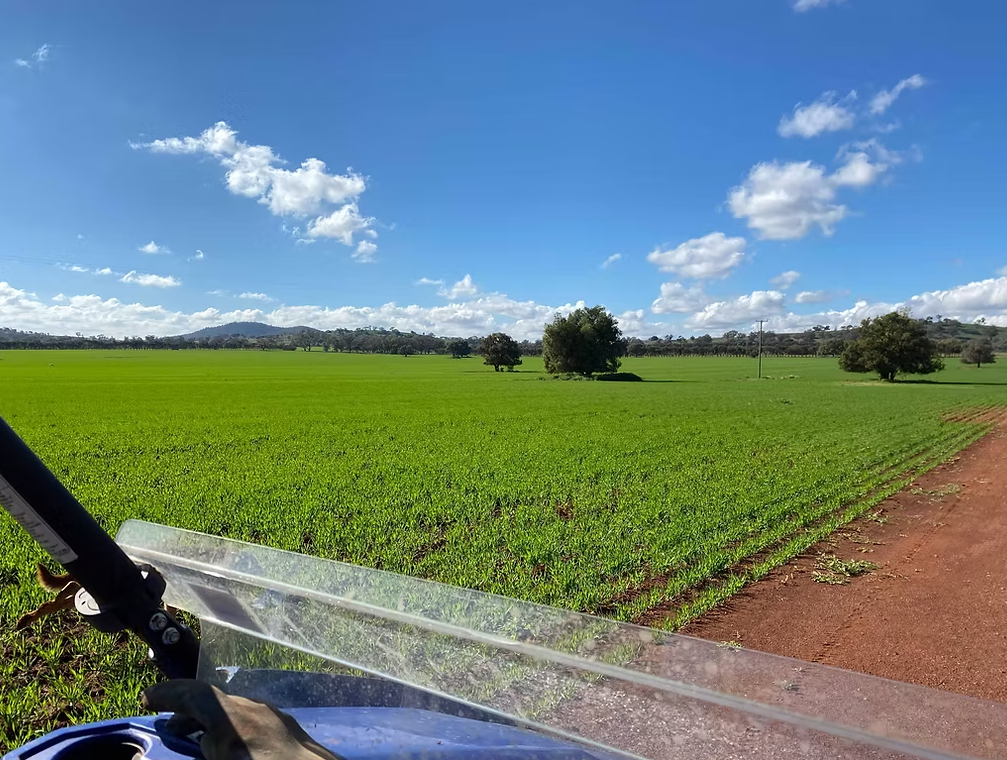 Coloma, Dubbo Auction by Farmbuy.com - image 18