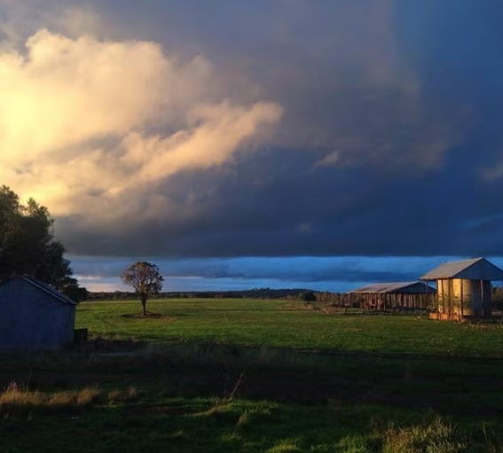 Coloma, Dubbo Auction by Farmbuy.com - image 23